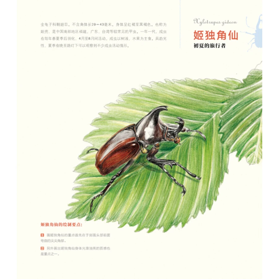 Книга с изображением насекомых: искусство 30 замечательных насекомых | Канцтовары