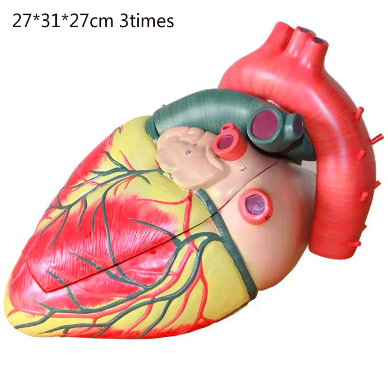 

3 times 3 parts heart anatomy model Separable atrium and ventricle Cardiology Teaching display teaching aid model 27*31*27cm