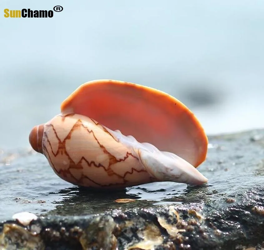 Живописный ракушка микро живописный DIY средиземноморская Дрифтинг Бутылка