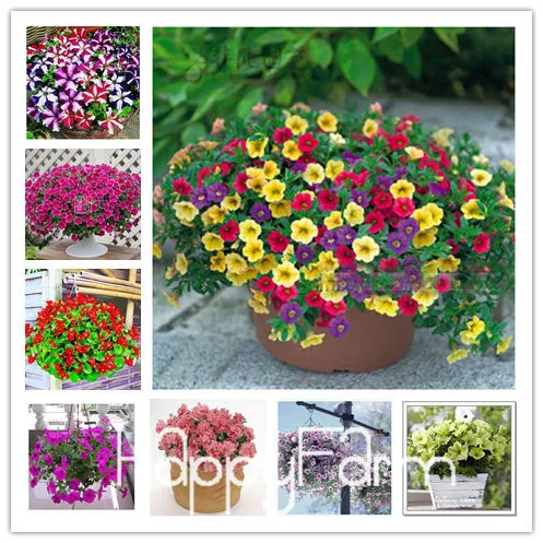 Лимонный ломтик Superbells calibachoa Petunia годовой цветок бонсай, 100 шт в упаковке, 24 цвета на выбор,# ZZSOIT