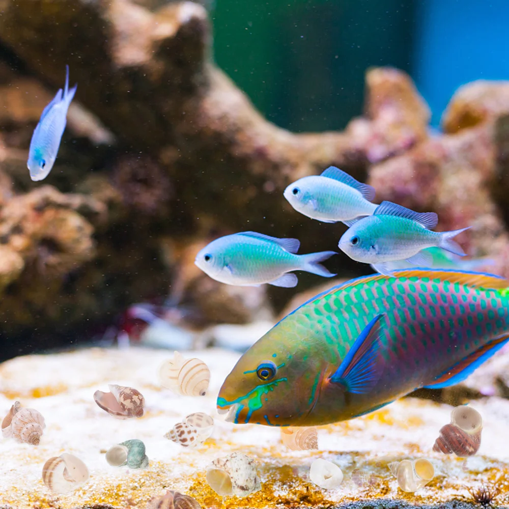 

12pcs Aquarium Layout Props Fish Tank Ornaments Shell Crafts Decoration