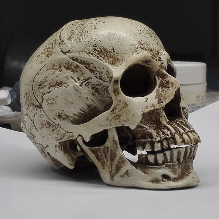 Модель черепа из полимера живопись бюст человеческий череп арт Применение