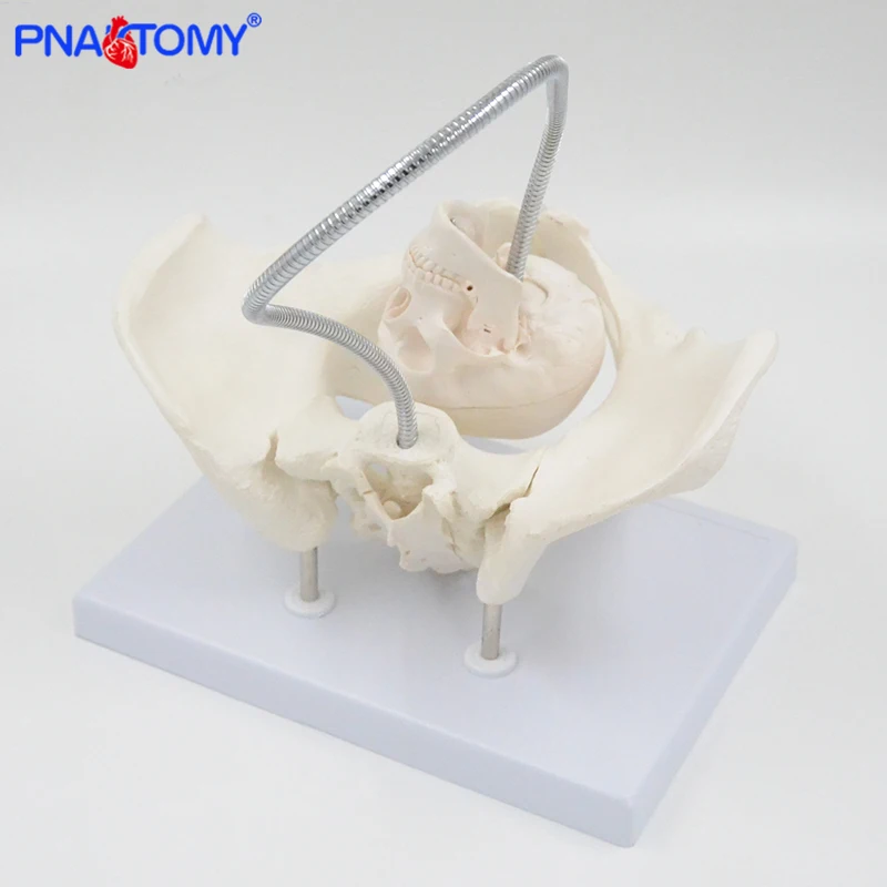 Child Birth Demonstrate Model Life Size Female Pelvis Bone Life Size Medical Teaching Tool Educational Gift PNATOMY Mini Skull