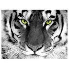 Черно-белый тигр DIY Алмазная картина вышивка крестиком 5D полная дрель мозаика Животные вышивка крестиком домашний декор для комнаты подарок