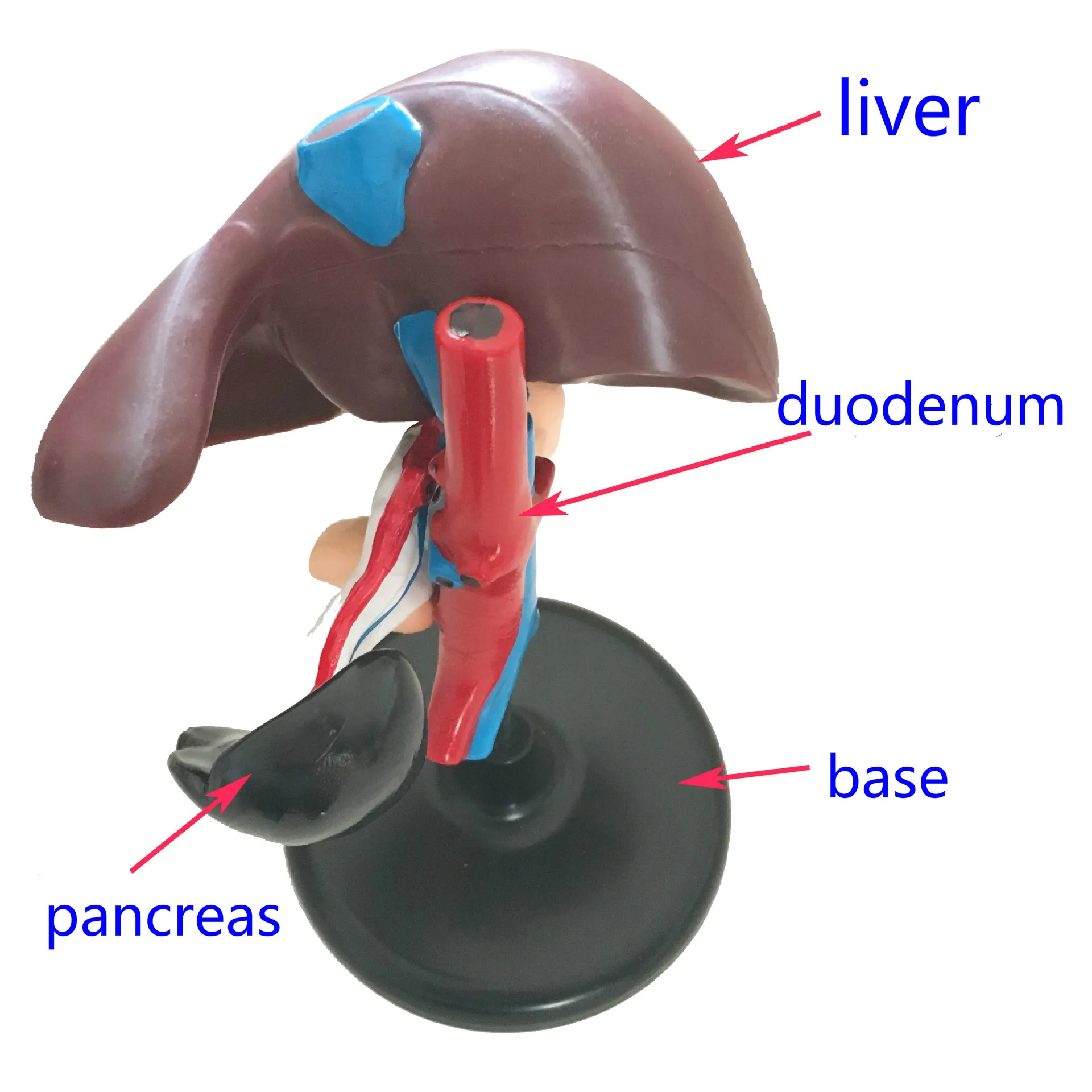 

Hepatic Anatomical Model Human Lifelike Organ Models Human Liver and Pancreatic Duodenum Models Medical Anatomy Teaching Aids