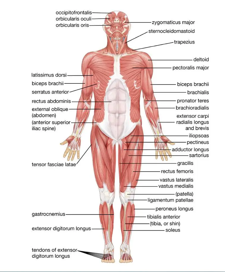 Мышечная система человеческая карта анатомии мышц обучающая арт-пленка Шелковый