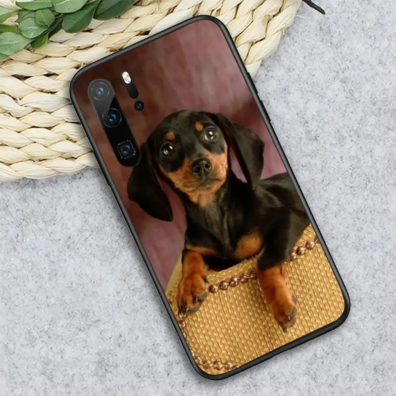 

Cute animal Dachshund Doberman Dog Phone Case For Huawei honor Mate P 10 20 30 40 i 9 8 pro x Lite smart 2019 nova 5t
