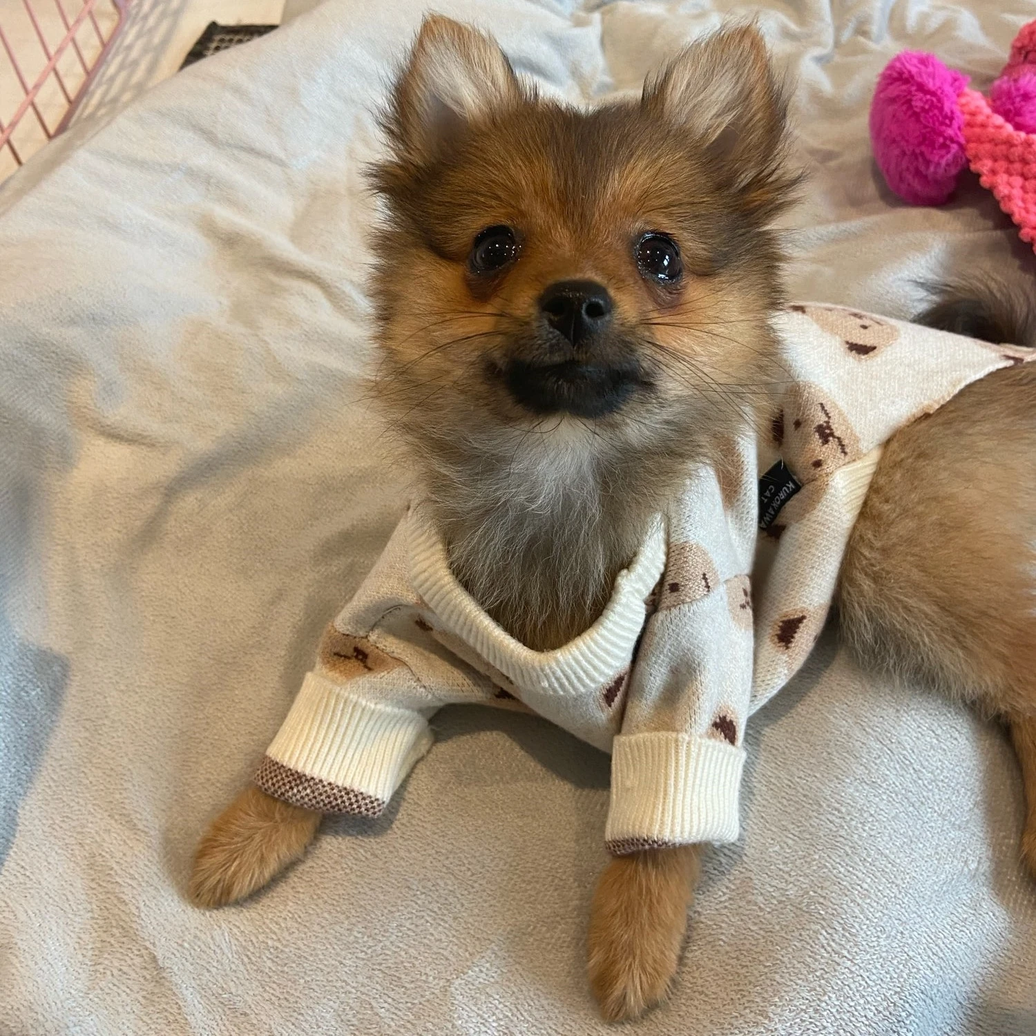 Одежда Ins для собак милая яркая жилетка с медведем костюм кошки маленьких и