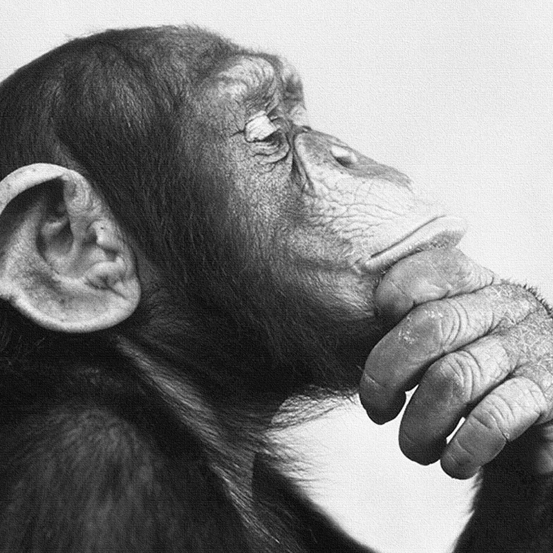 Обезьяна черно-белая фотография холст плакат печать домашняя настенная живопись