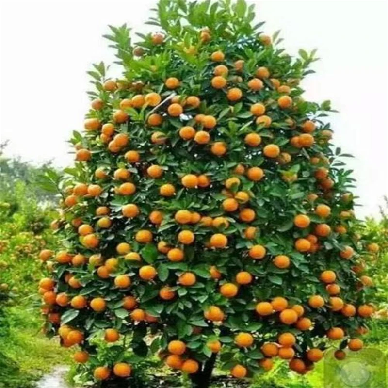 

20Pcs Honeyt Sweet Orange Seeds Garden Nature Plants Home Fragrance climbing orange Flower Fruits Essence Lip Mask GJS-5