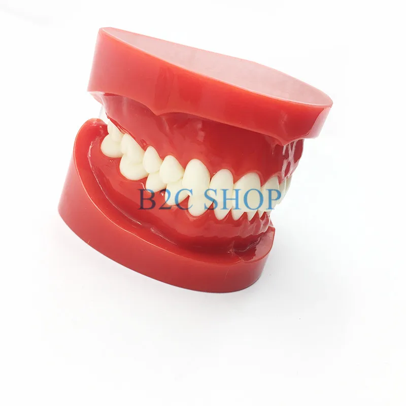 Зубной Протез зубов Модель челюсти Стандартный Typodont демонстрации протез Учебная модель стоматологического симулятор техник инструменты