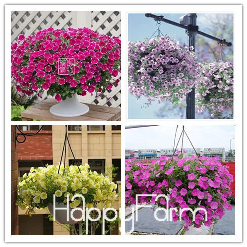 Лимонный ломтик Superbells calibachoa Petunia годовой цветок бонсай, 100 шт в упаковке, 24 цвета на выбор,# ZZSOIT