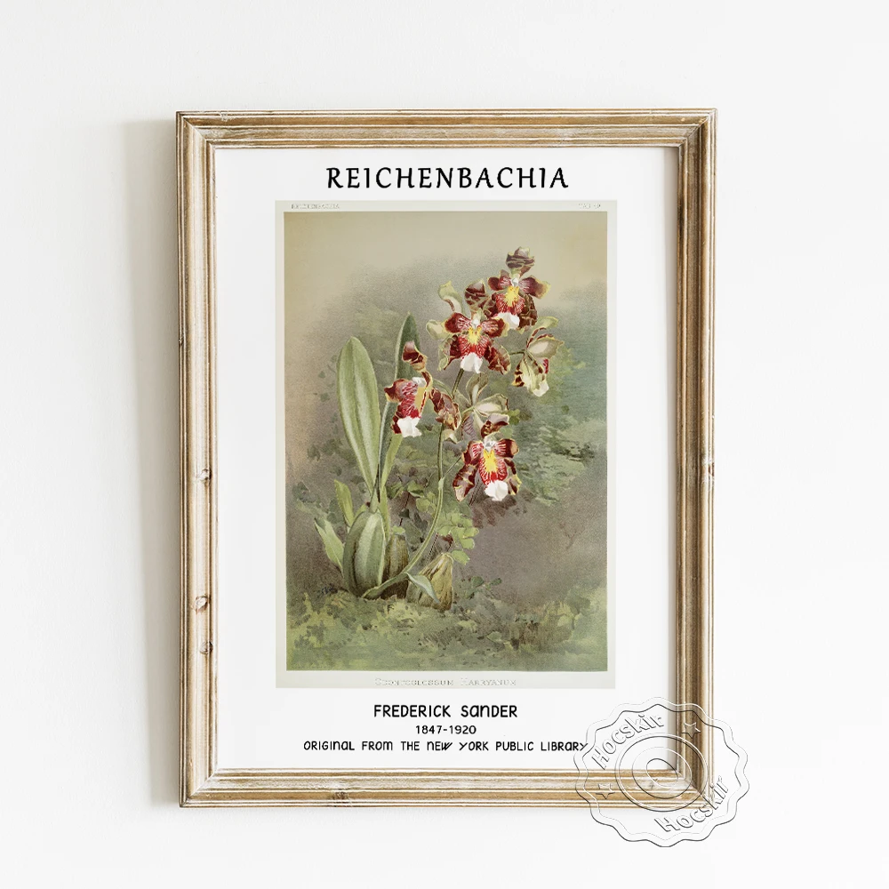

Frederick Sander Exhibition Museum Poster, Odontoglossum Harryanum From Reichenbachia Orchids Wall Stickers, Modern Home Decor