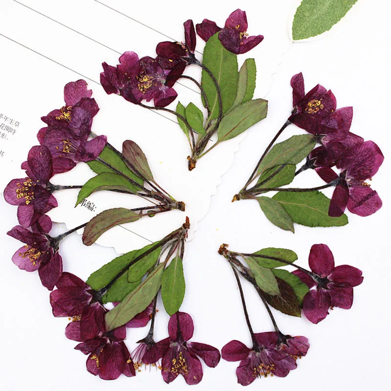 

Cluster Of Begonia On Stems Natural Color Make Up Pressed Flowers For Handmade Drawing 60Pcs