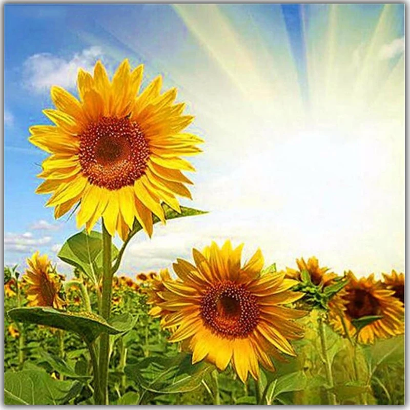 Алмазная 5D картина Подсолнухи и цветы круглые стразы Цветочная вышивка