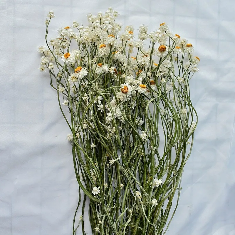 

60G Dried Honeysuckle Chrysanthemum Flowers Bunch Home Decor Show flowers in the window White Dried Flower