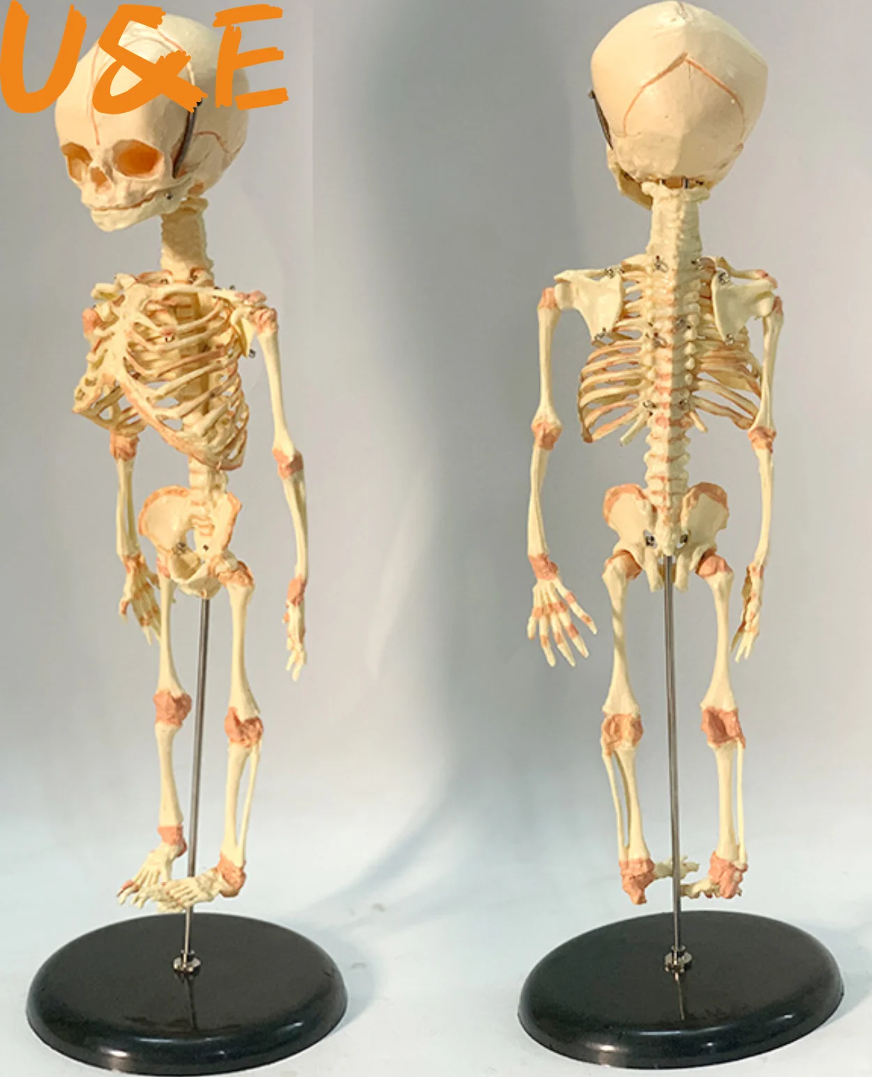 

Fetal fetus Skeleton educational Model Baby Skull Skeleton Anatomy model