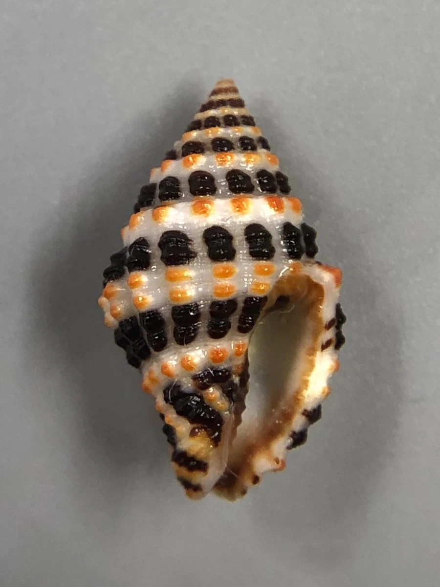 

Natural Shell Conch Hermit Crab Replacement Shell Boutique Collection Rare