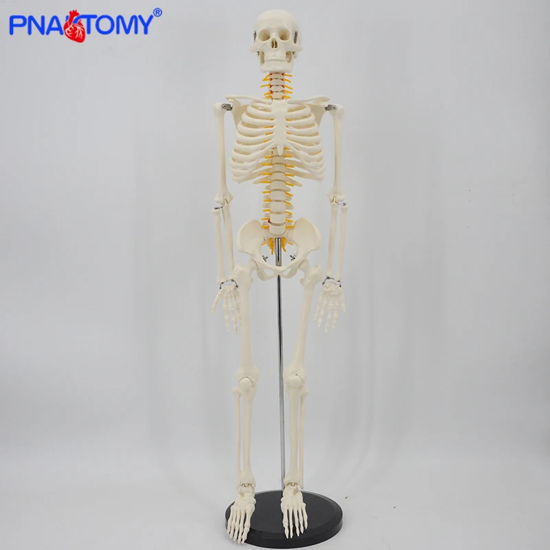 modelo de esqueleto com sistema de nervos equipamento educacional de ensino médico esqueleto anatomia espinha humana crânio anatômico