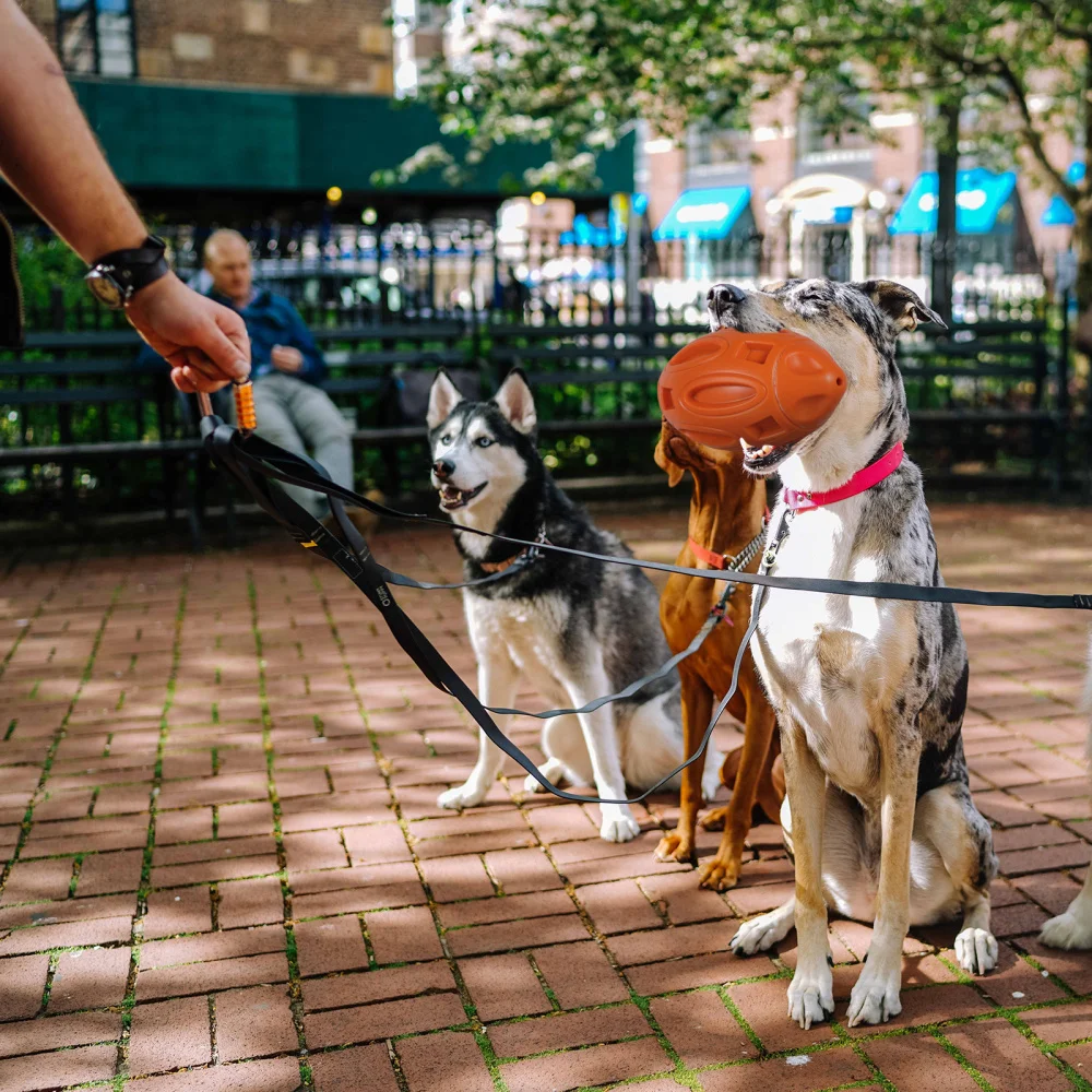 

Squeaky Puppy for Aggressive Chewer Large Breed Dog Chew Pet Supplies