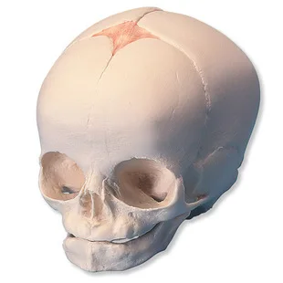Fetal skull model, skeleton model, skull model 18*14*14cm free shipping