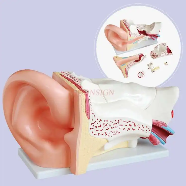 

Human ear model human ear anatomy structure ear canal ear collection middle and inner ear hearing otolaryngology organ teaching