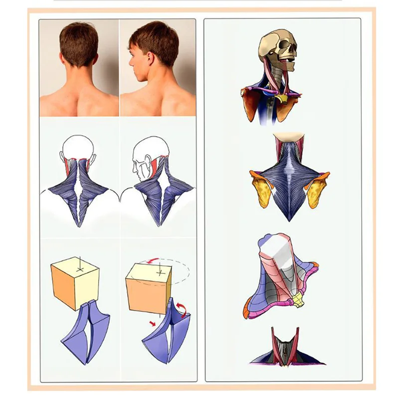 3D HD Art Human Body Books Sculpture game character design basic tutorial books drawing Human form, structure, skeletal muscle enlarge