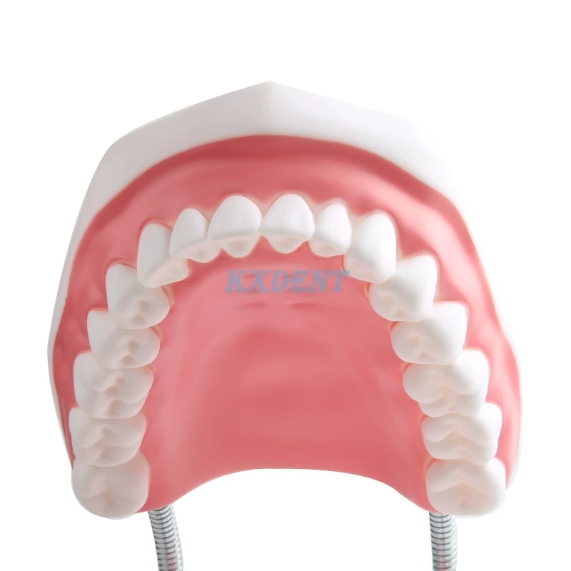 1 шт. зубная модель для взрослых 6 раз