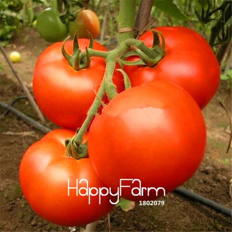 New Fresh 20 Pcs/Lot Rainbow Tomato Plants, bonsai organic vegetable& fruit Plantas,potted plant for home&garden - Цвет: 4