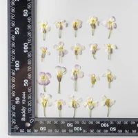 250pcs natural pressed dried radish flower plants herbarium for makeup jewelry make up postcard invitation card phone case diy