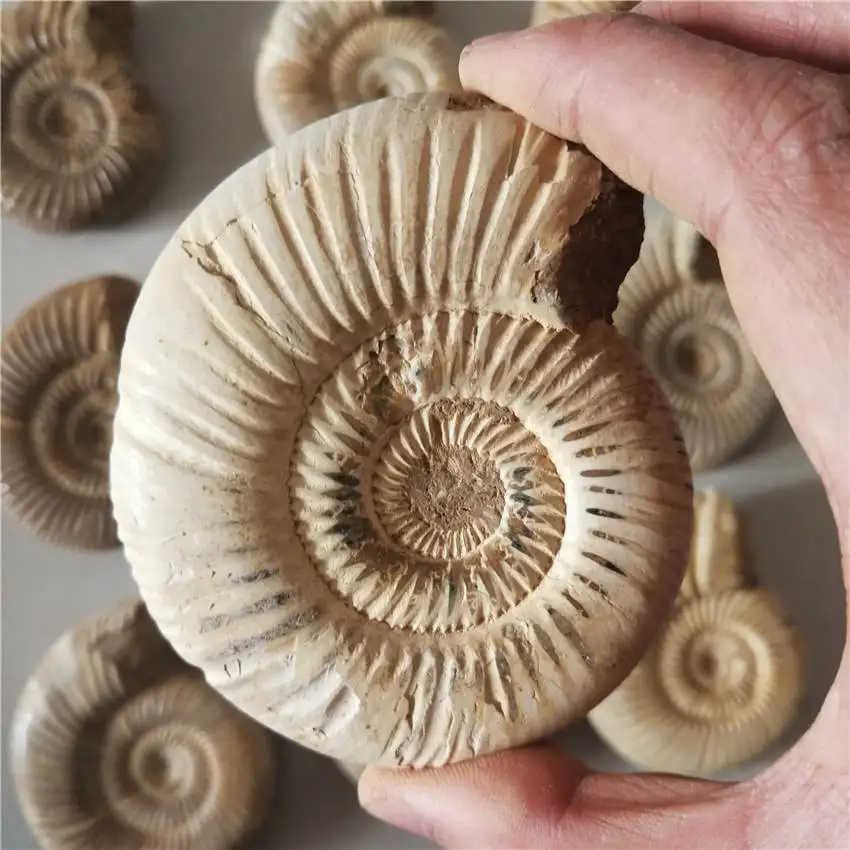 Натуральные Большие DOUVILLEICERAS аммонит FOSSIL раковины \ 150-200 г