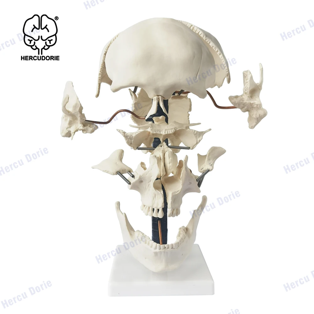 Skull Model, Disarticulated Life-Size Anatomy Skull Model Didactic Version, Beauchene Skull Models for Medical Teaching Le
