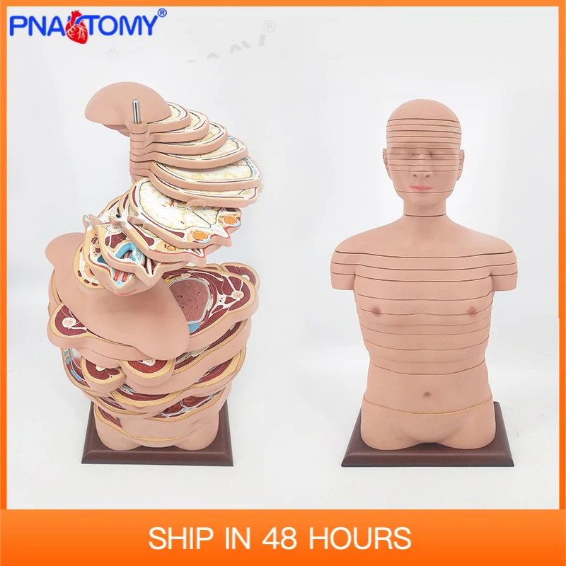 

Disc Human Torso Anatomical Model 24 Layers Body Anatomy With Nerves And Muscles Medical School Used Tool Educational Equipment