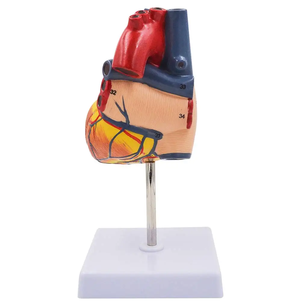 1:1 Human Heart Model Life Size Cardiac Anatomical Teaching Models for Science Classroom and Cardiology Study |