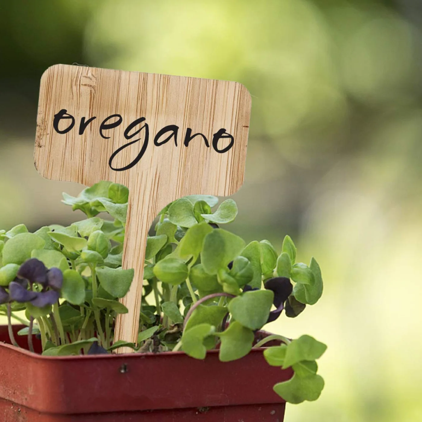 10/20PCS T-Type Bamboo Plant Labels Eco-Friendly Wooden Sign Tags Garden Markers for Bonsai Seed Potted Herbs Flowers Tool - купить по