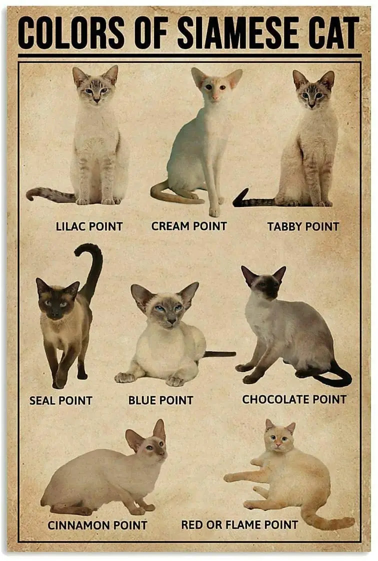 

Thick Tinplate Print Poster Wall Art Decor Signs Tin Poster Colors Of Siamese Cat Poster For Decor Bedroom Kitchen Gift For