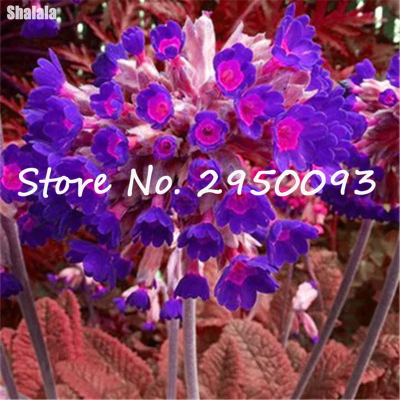 100 Примула для искусственных цветов плантатор | Дом и сад