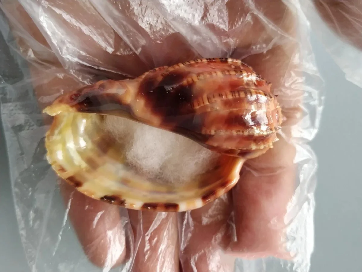 

Naturally rare and exquisitely selected collection of conch conch
