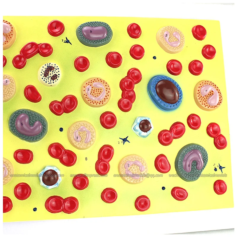 

12496 / Enlarged 2000 Times Human Blood Cells Model on Board,Medical Science Educational Teaching Anatomical Models