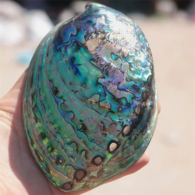 

Новый стиль, украшение для дома/свадьбы/вечерние украшения из натурального раковины, украшение для аквариума, бутиковое точечное украшение...