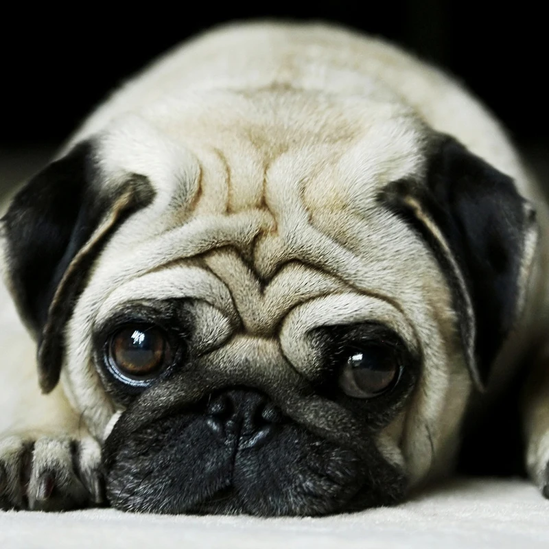 DIY 5D алмазная картина собака животное мозаика полная круглая дрель Алмазная