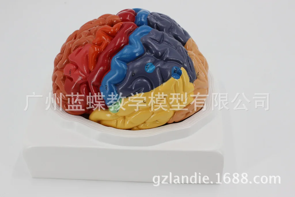 Модель человеческая в натуральную величину цветная 1:1 анатомическая модель