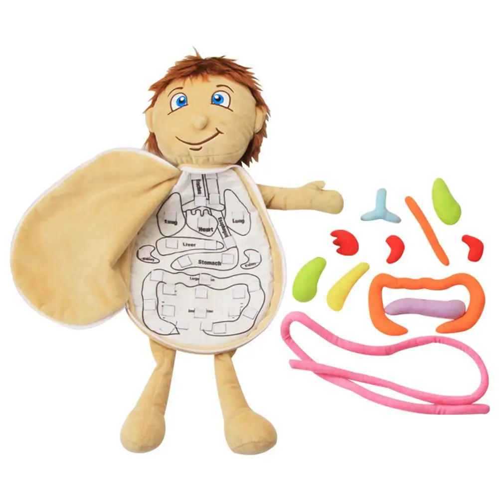 

Model Anatomy Doll Educational Soft Toy