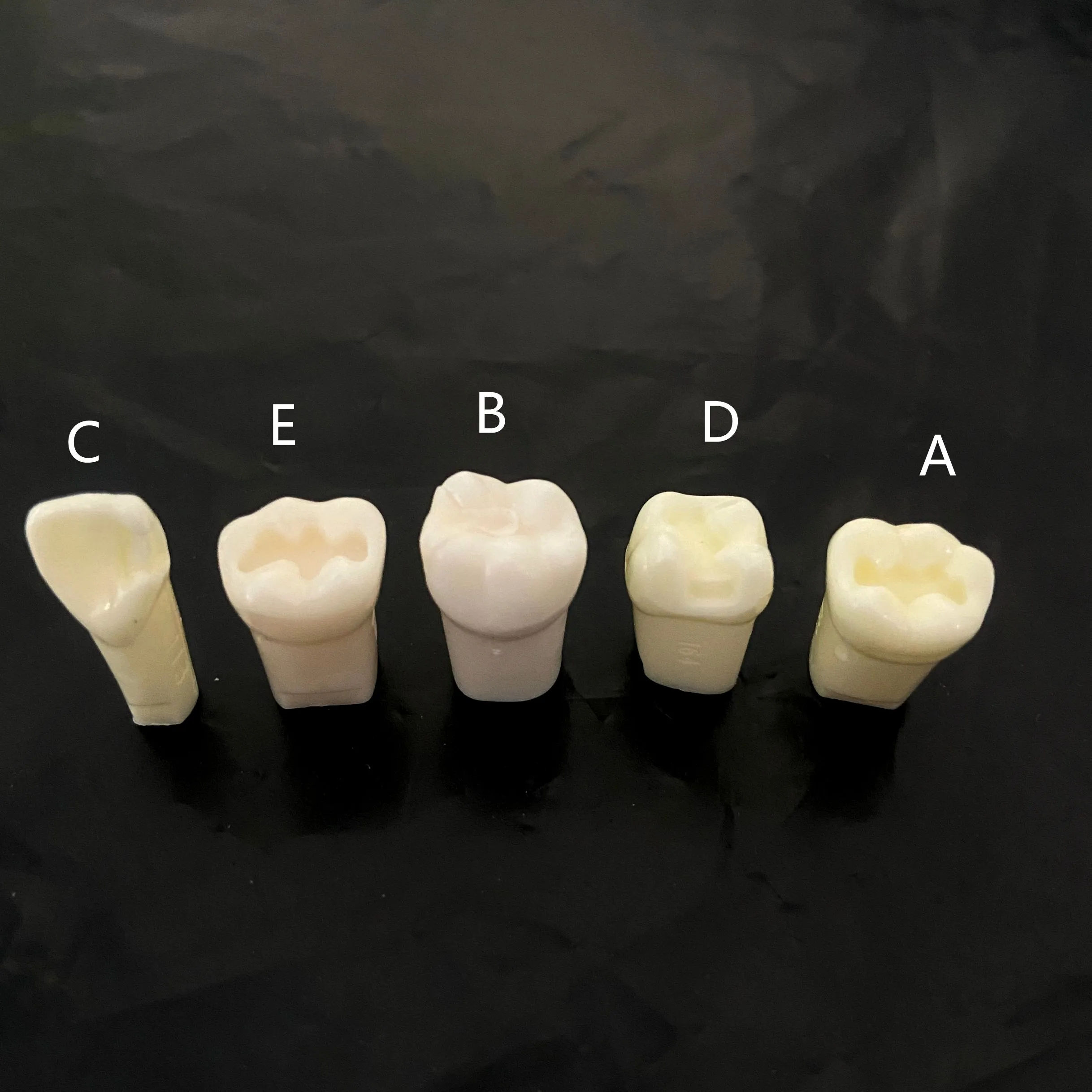 

2pcs Dental Teaching Study Model Tooth Endodontic Dentistry Products Supply 5Types