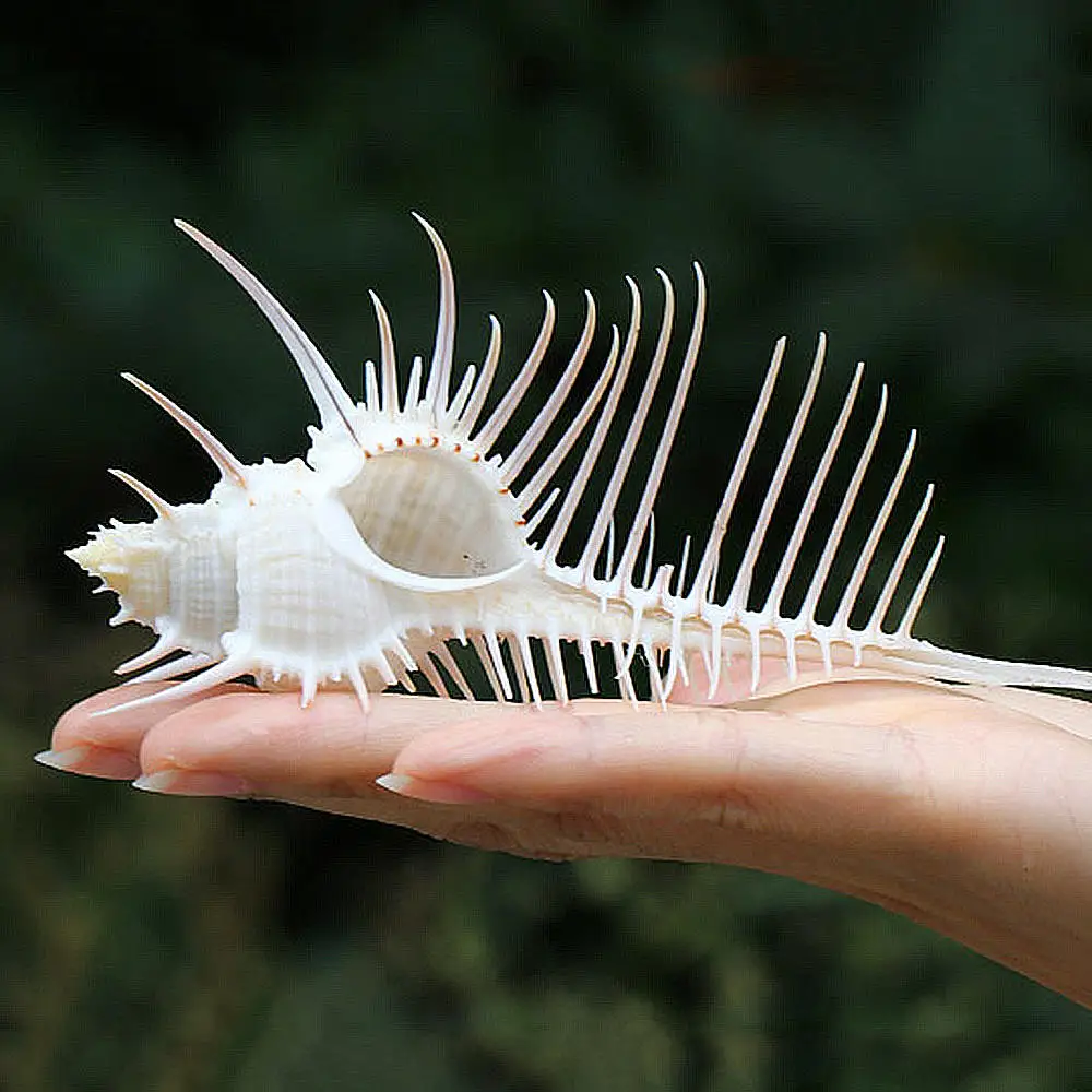 7-12 см в виде раковины для Индийского океана натуральный мурекс окаменевшая