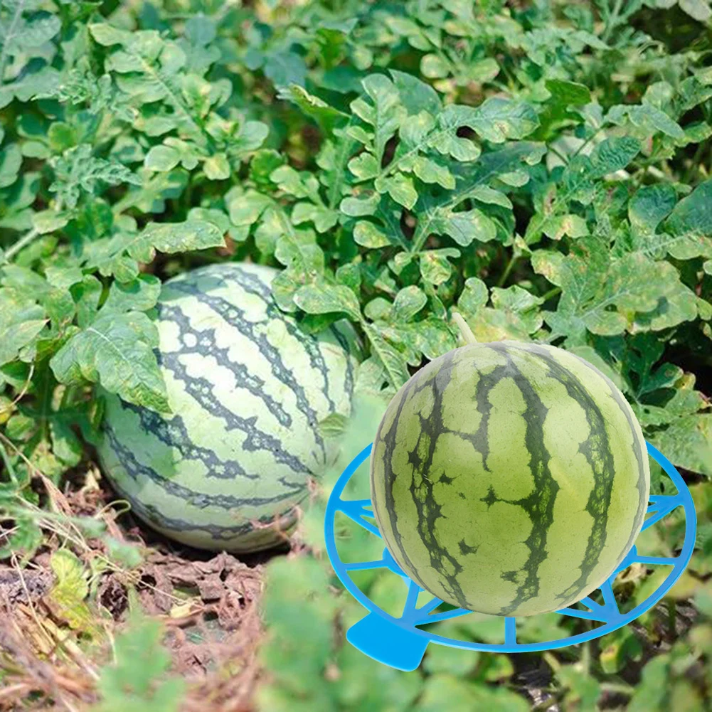 

5 шт., держатель для подставки для арбуза, дыни