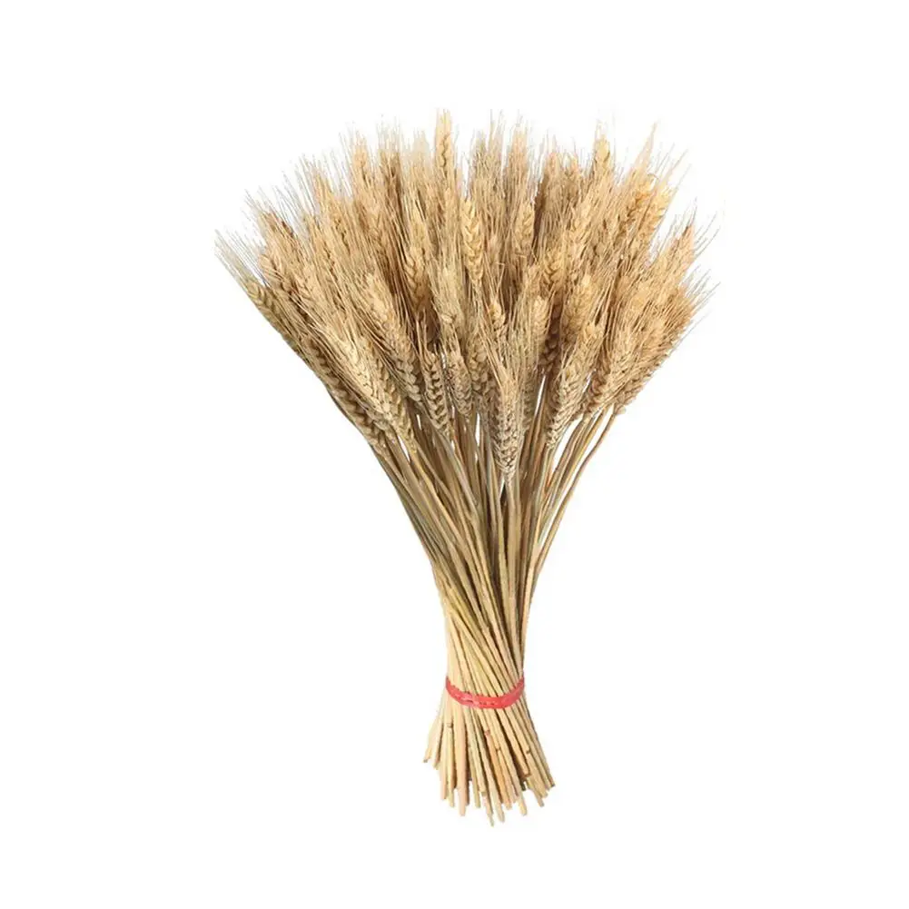 100PCS Dried Wheat Flower Decor Natural Dried Wheat Sheaves Flowers Wedding Party Decoration Diy Home Wheat Bouquet Photo Props