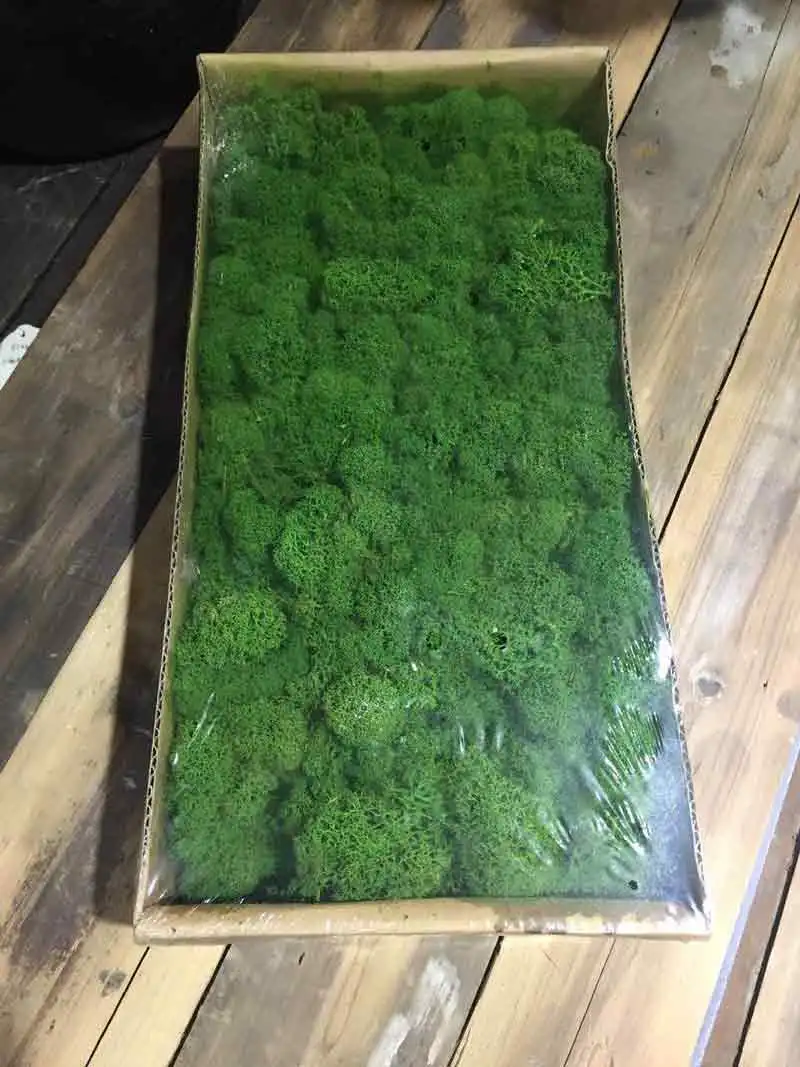 green Зеленый Натуральный консервированный МХ длительное сохранение норвежский олень мох цветок настоящее растение для дома и сада Свадебные DIY украшения - Цвет: green