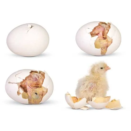 

5000 eggs 10000eggs mini and large chicken egg incubators from China