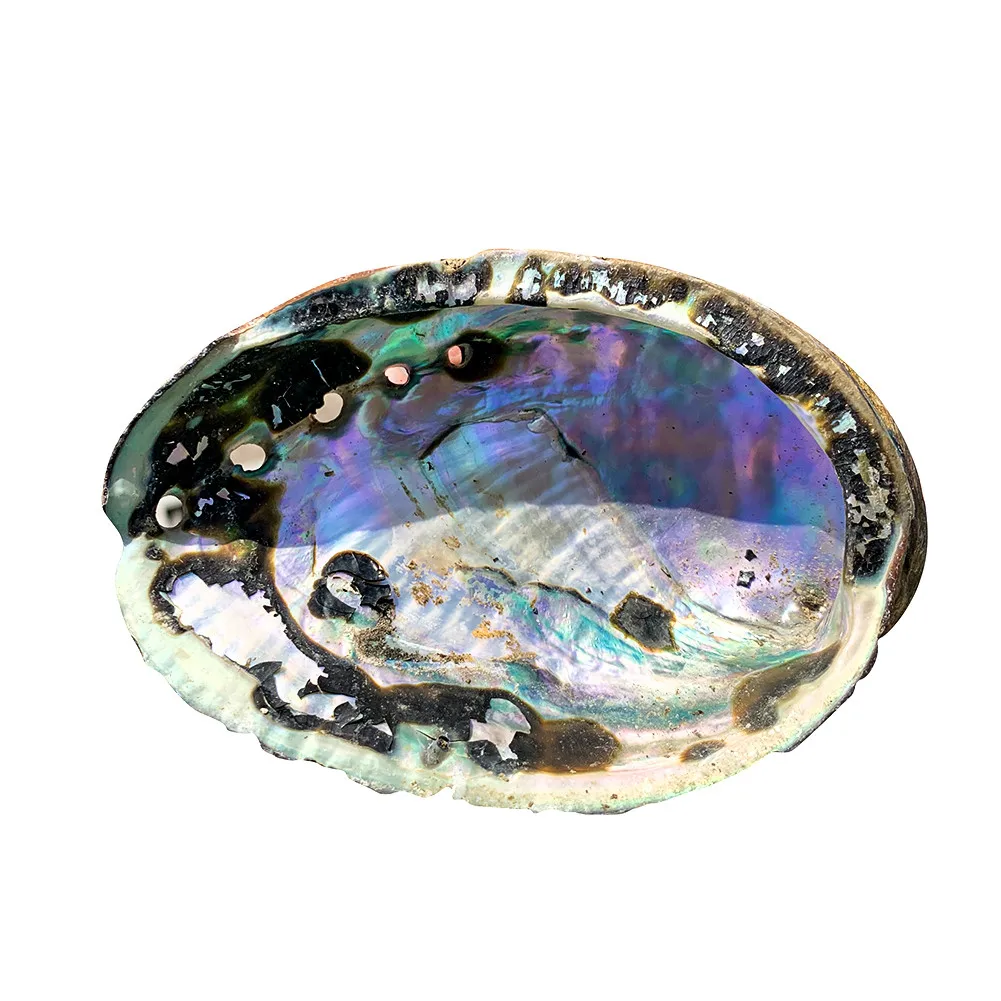 Редкие вариации 10-12 см Морская раковина натуральная морские пляжные черные пятна